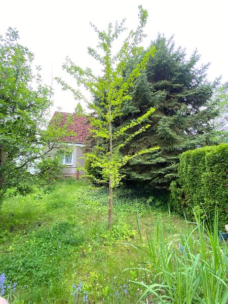  Wohngrundst�ck Zeitz